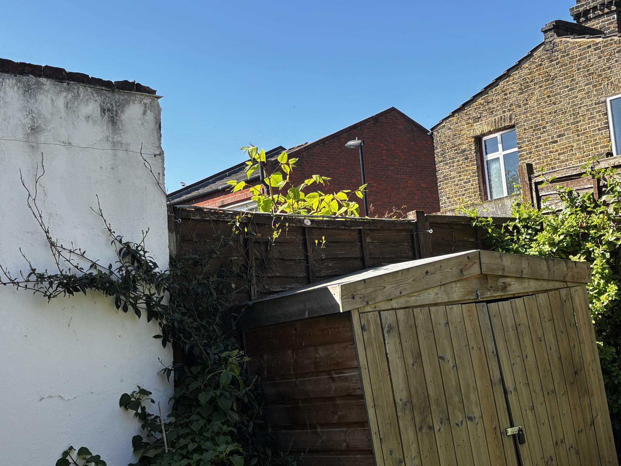 Japanese-knotweed